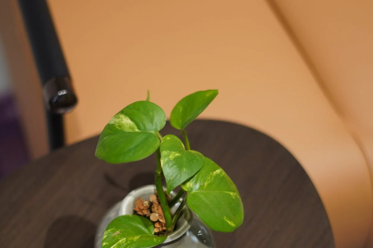 صورة المنتج 3